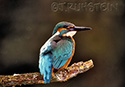 Alcedo atthis